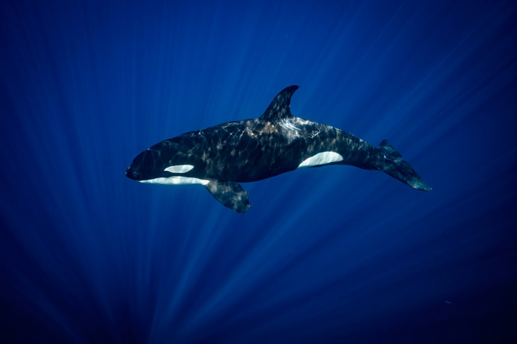 Is it legal to Swim with orcas in&nbsp;Mexico?